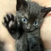 アメリカンショートヘア【埼玉県・男の子・2024年5月30日・ブラックスモークタビー】の写真3