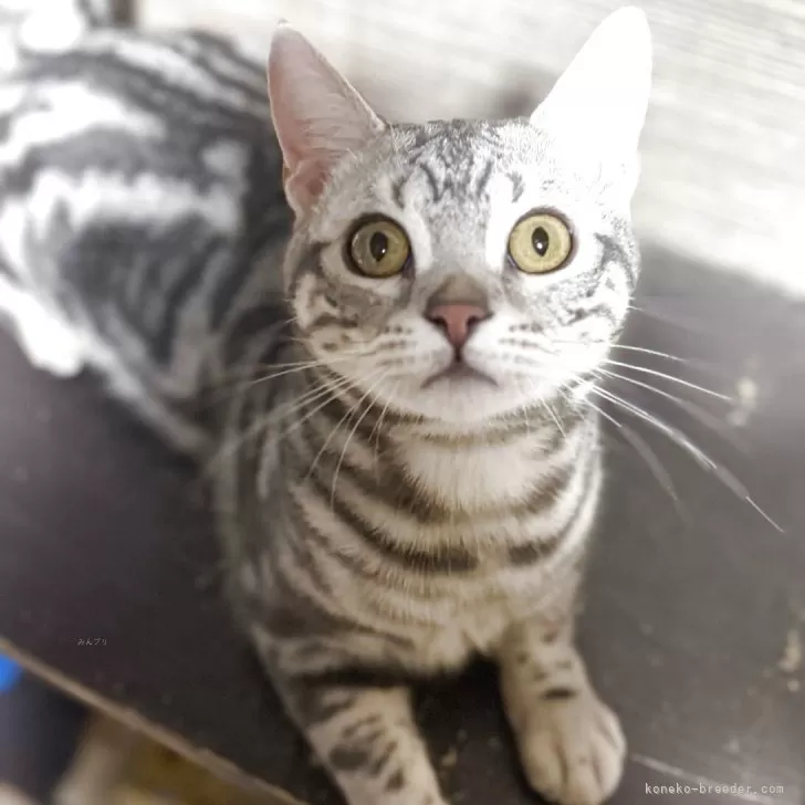 スコティッシュフォールド(立ち耳)【埼玉県・男の子・2025年2月22日・ブルーパッチ】の写真1