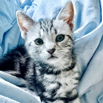 スコティッシュフォールド(立ち耳)【埼玉県・女の子・2025年9月15日・ブラウンタビー（短毛）】の写真「可愛いブラウンタビーの女の子です‼️」