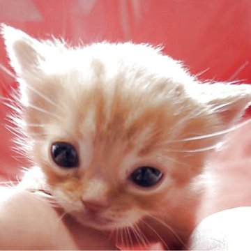 スコティッシュフォールド(立ち耳)【埼玉県・男の子・2025年10月5日・レッドタビー（短毛）】の写真「とっても可愛いレッドタビーの男の子です‼️」