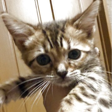 スコティッシュフォールド(立ち耳)【埼玉県・女の子・2025年9月15日・ブラウンパッチ（短毛）】の写真「可愛いブラウンパッチの女の子です‼️」