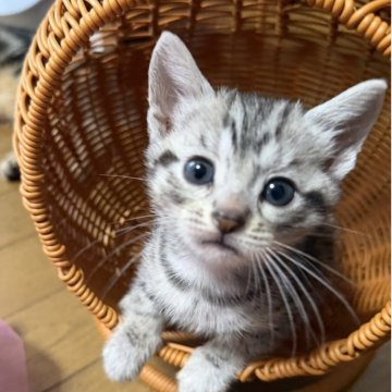 スコティッシュフォールド(立ち耳)【埼玉県・男の子・2025年9月15日・シルバータビー（短毛）】の写真「シルバータビーの可愛い男の子です‼️」