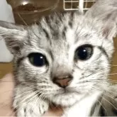 スコティッシュフォールド(立ち耳)