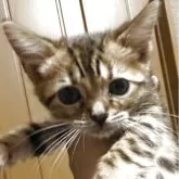 スコティッシュフォールド(立ち耳)