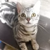 スコティッシュフォールド(立ち耳)