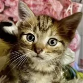 スコティッシュフォールド(立ち耳)