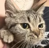 スコティッシュフォールド(立ち耳)【埼玉県・女の子・2025年2月25日・ブラウンスポット】の写真2