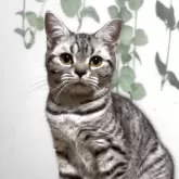 スコティッシュフォールド(立ち耳)【埼玉県・女の子・2025年4月9日・シルバー】の写真2