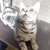 スコティッシュフォールド(立ち耳)【埼玉県・男の子・2025年2月22日・ブルーパッチ】の写真4