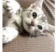 スコティッシュフォールド(立ち耳)【埼玉県・男の子・2025年2月22日・ブルーパッチ】の写真5