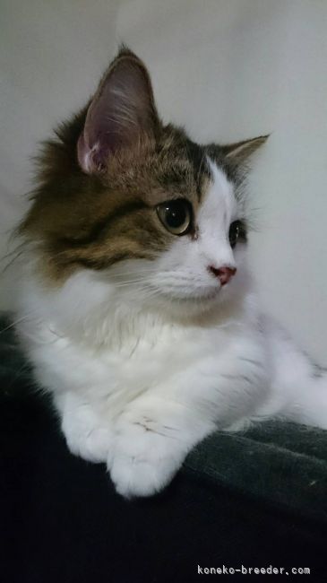 藤本義成ブリーダー
