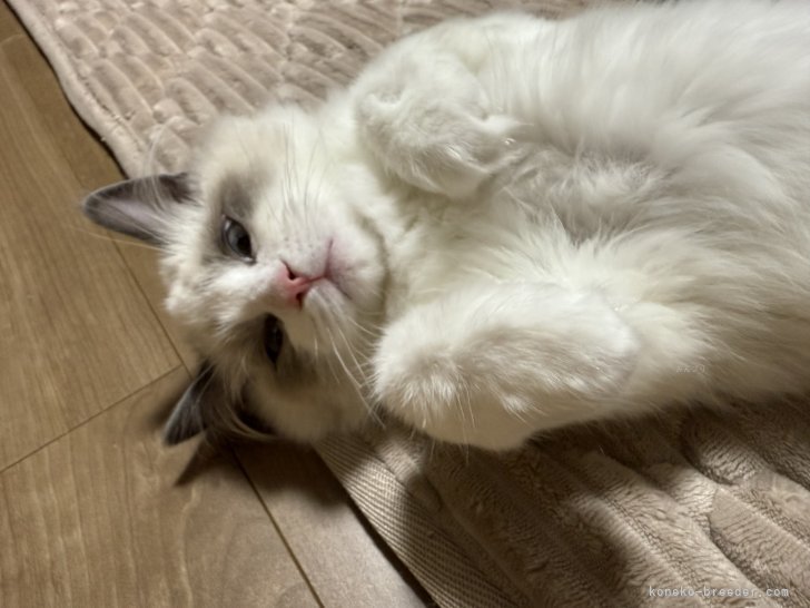 営業部長のキラちゃん｜藤本　義成(ふじもと　よしなり)ブリーダー(三重県・アメリカンショートヘアなど・ICC登録)の紹介写真2