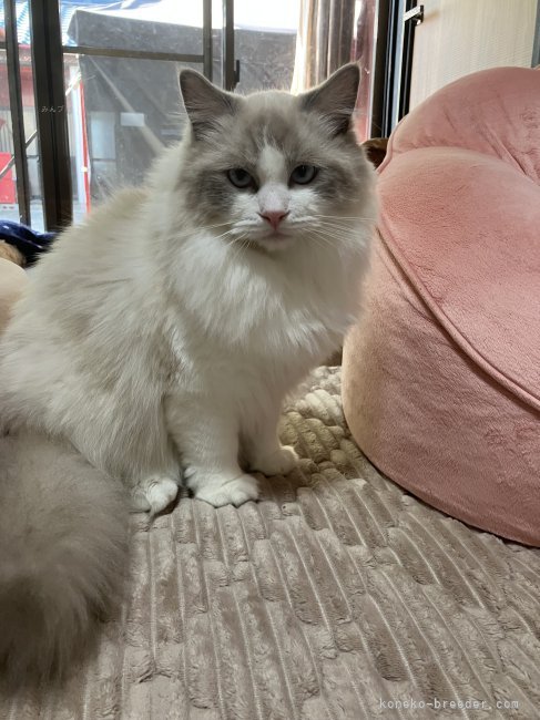 営業部長のキラちゃん｜藤本　義成(ふじもと　よしなり)ブリーダー(三重県・アメリカンショートヘアなど・ICC登録)の紹介写真3