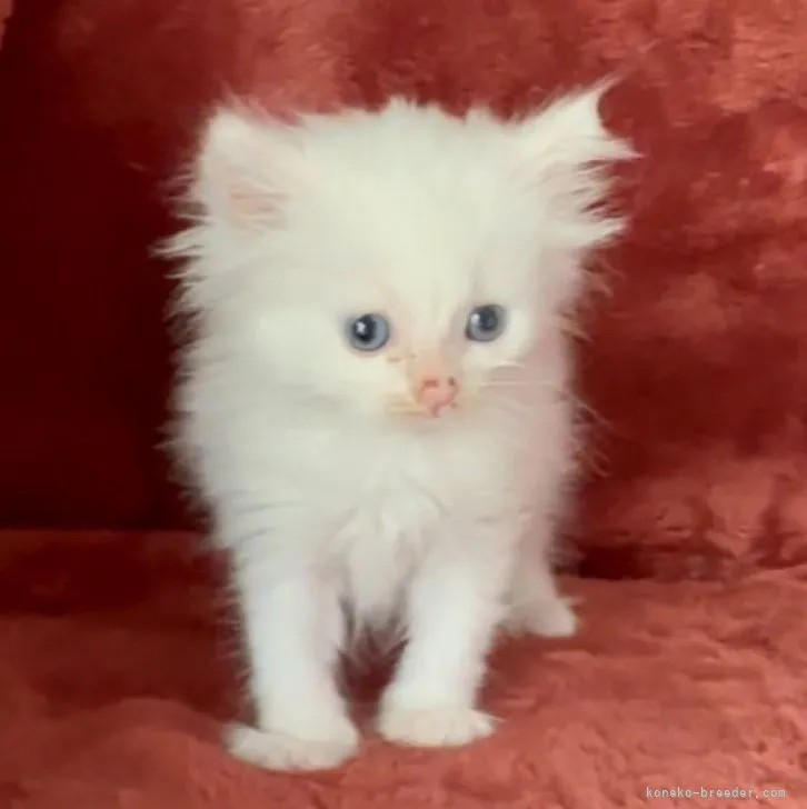 RR 様のお迎えした子猫