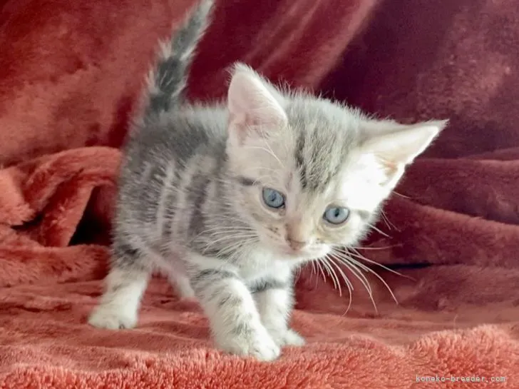 ID：2205-01096の子猫