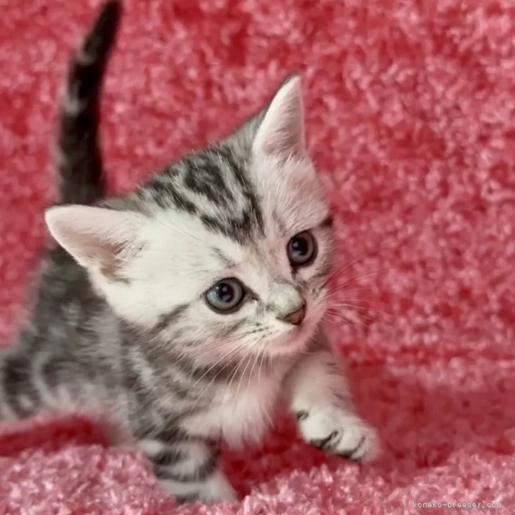 ID：2406-03431の子猫