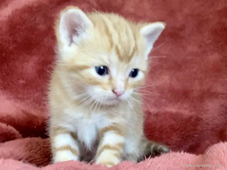 ID：2109-01694の子猫