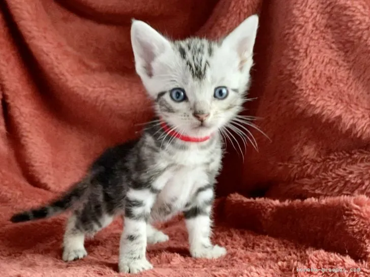 ID：2204-01315の子猫