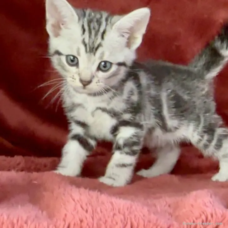 ID:2305-03598の子猫