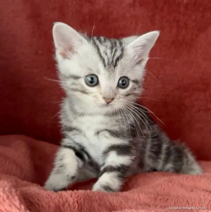 レオ 様のお迎えした子猫