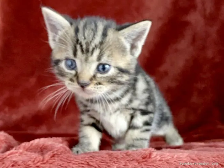 ID:2109-01027の子猫