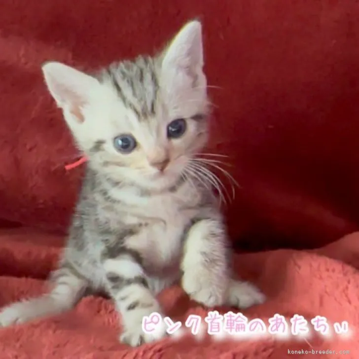 ID：2307-00290の子猫