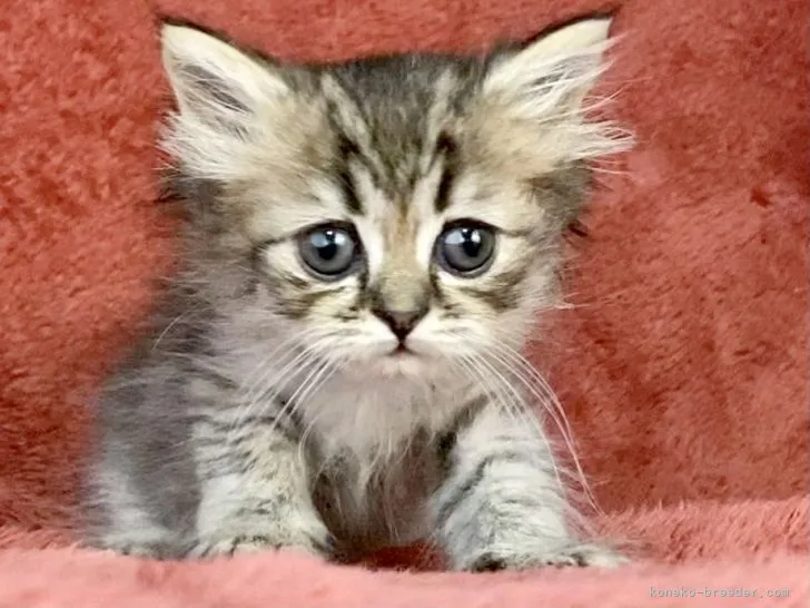 ID:2107-00839の子猫