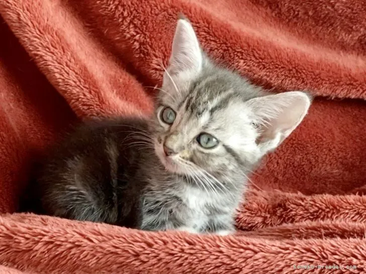 ID:2205-01102の子猫