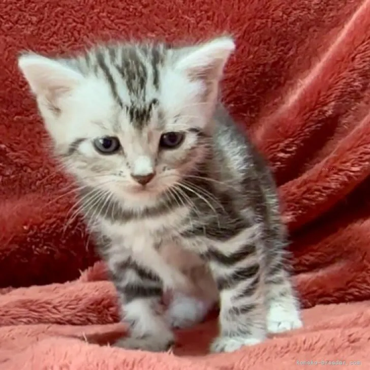 ID:2309-02755の子猫