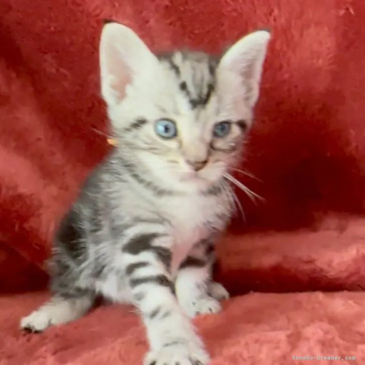 ID：2307-00726の子猫