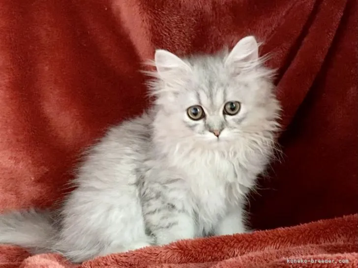 ID：2107-00159の子猫