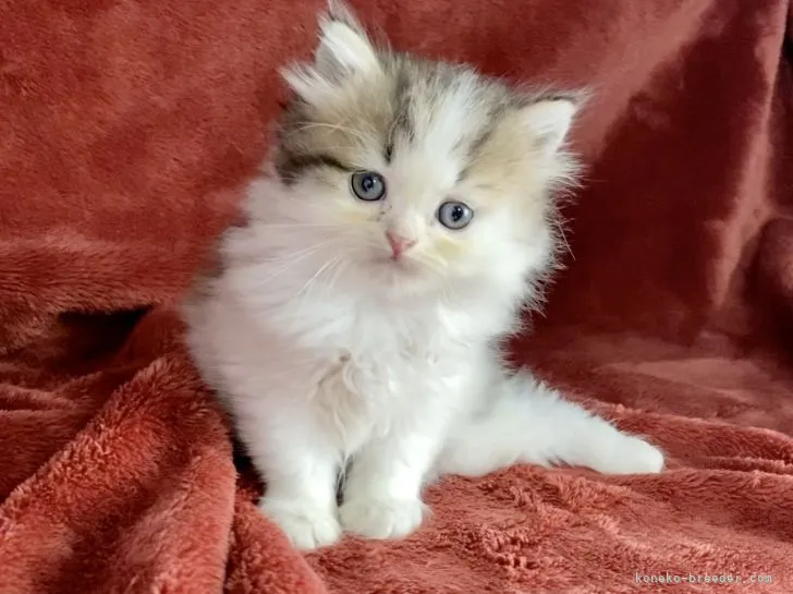 ID:2112-01276の子猫
