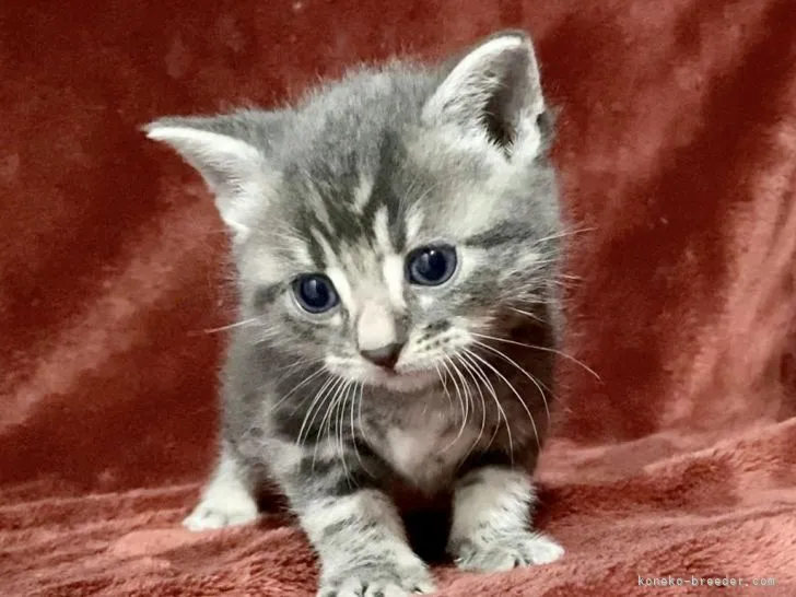 ID：2202-00532の子猫