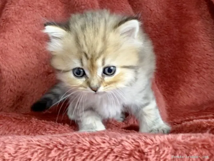 ID:2205-02703の子猫