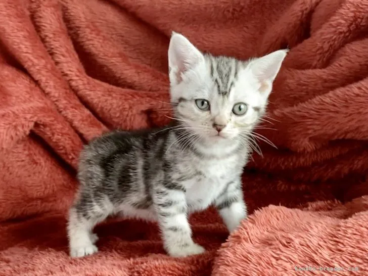 ID：2205-00053の子猫