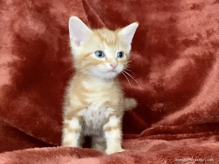 ID:2203-01384の子猫