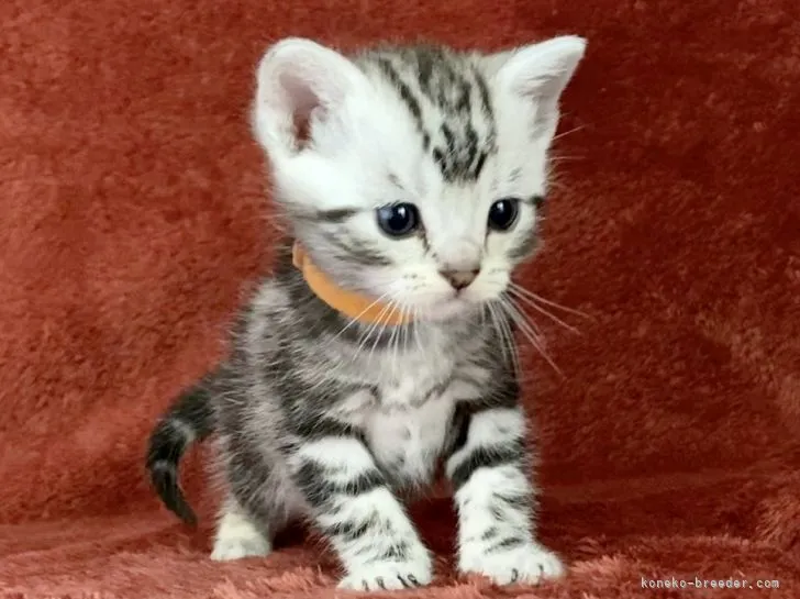 ID：2202-00806の子猫