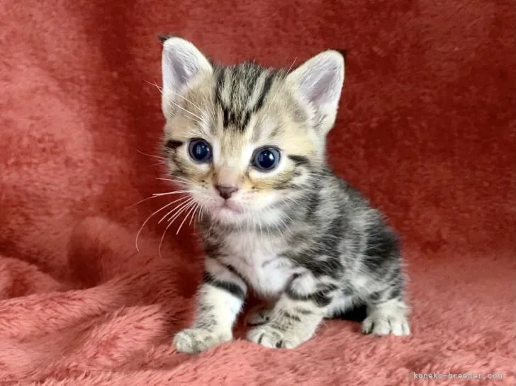 ID:2107-00513の子猫