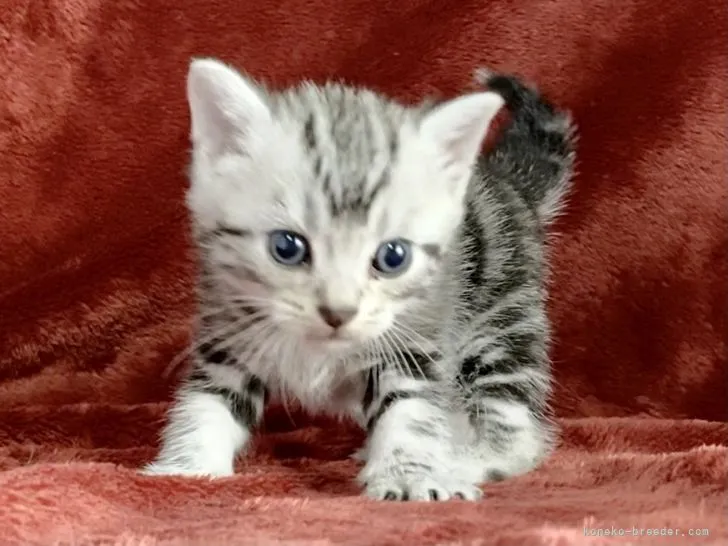 ID：2109-02113の子猫