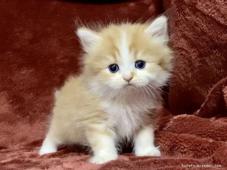 ID：2111-01577の子猫