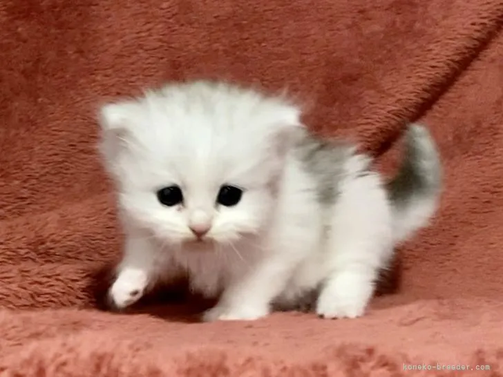 ID：2202-00736の子猫