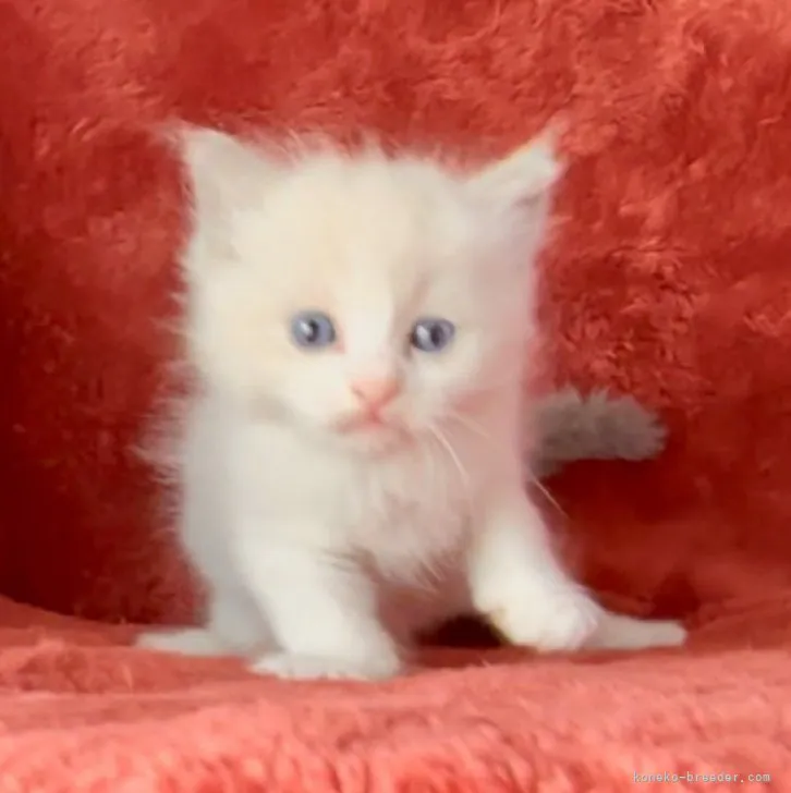 ID:2305-02117の子猫