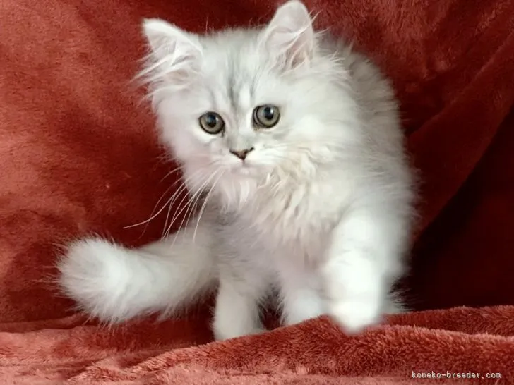 ID：2107-00158の子猫