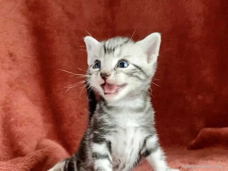 ID:2107-00515の子猫