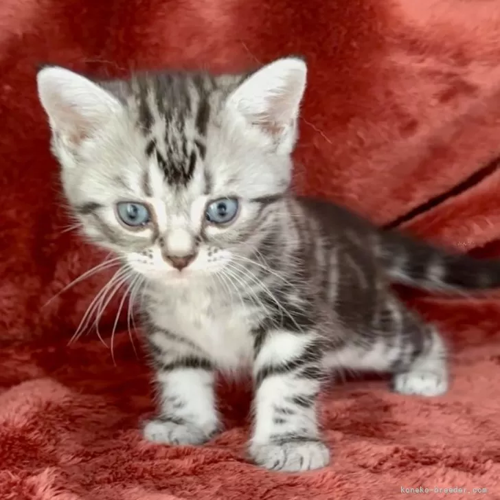 ID:2408-02956の子猫