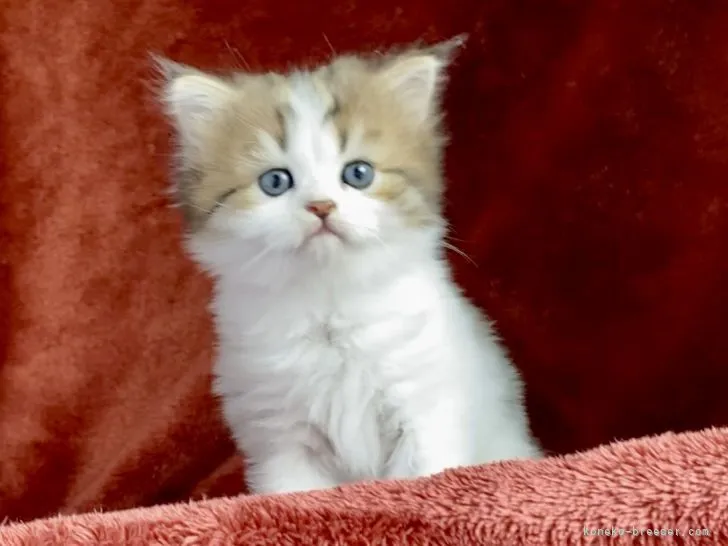 ID:2110-02539の子猫