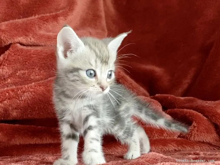 ID:2205-01100の子猫