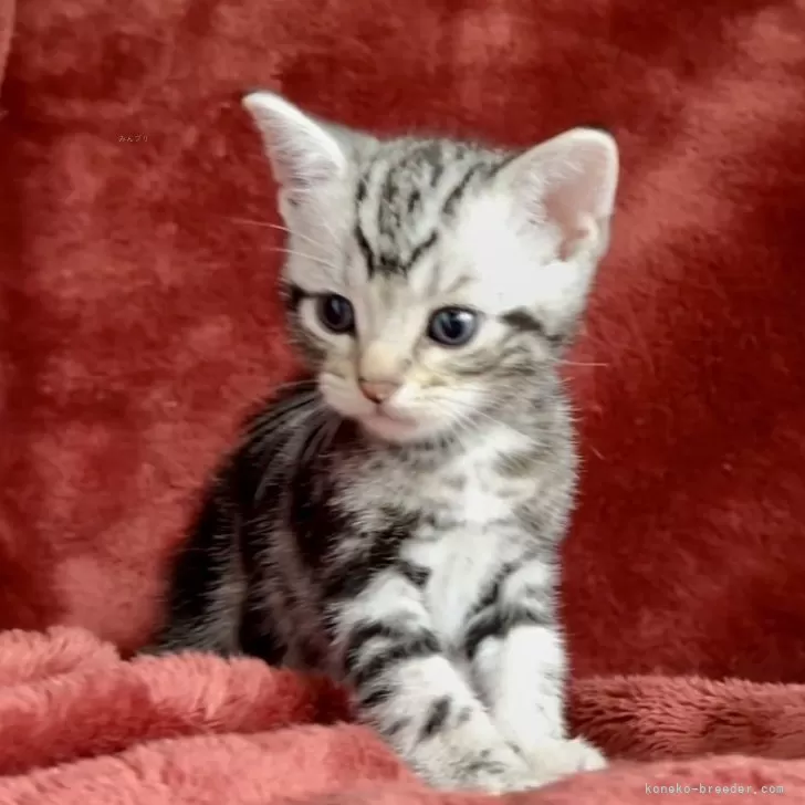 ID:2409-02224の子猫