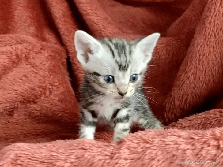ID：2204-01316の子猫