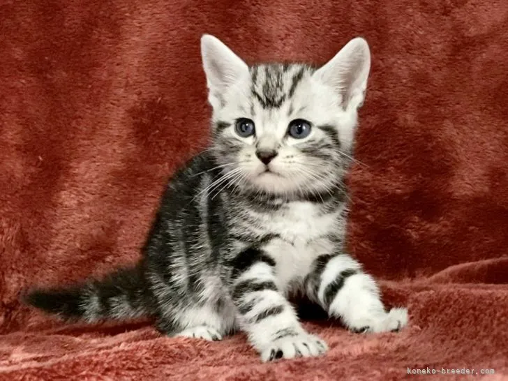 ID:2110-02388の子猫